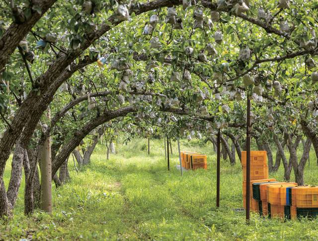 유기농 경작지는 화학비료를 사용하지 않아 용적밀도가 낮고 통기성과 배수성이 뛰어나다.