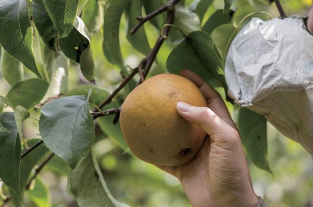 유기농으로 재배하는 ‘원황’ 품종은 저장성은 다소 떨어지나 병해충에 강하다.