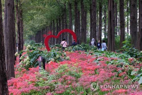 꽃무릇이 활짝 핀 하늘공원 메타세쿼이아길 [사진/백승렬 기자]