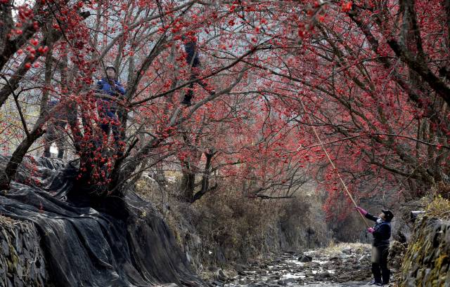 의성에 가을이 왔다.봄에는 노란색에서 여름에는 초록으로, 계절의 변화에 따라 이제 붉은 빛깔의 열매로 옷을 갈아 입었다.매일신문 DB