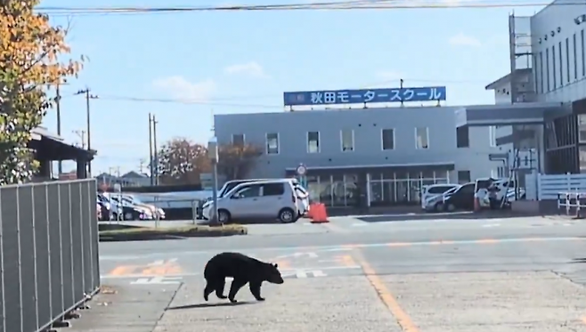 일본 도심에서 포착된 곰. 엑스