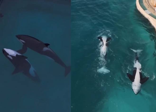 드론이 다가가기 전 물에 떠 있는 범고래(왼), 드론을 발견한 후 묘기를 부리는 범고래(오) 출처 - SNS @sephlawless