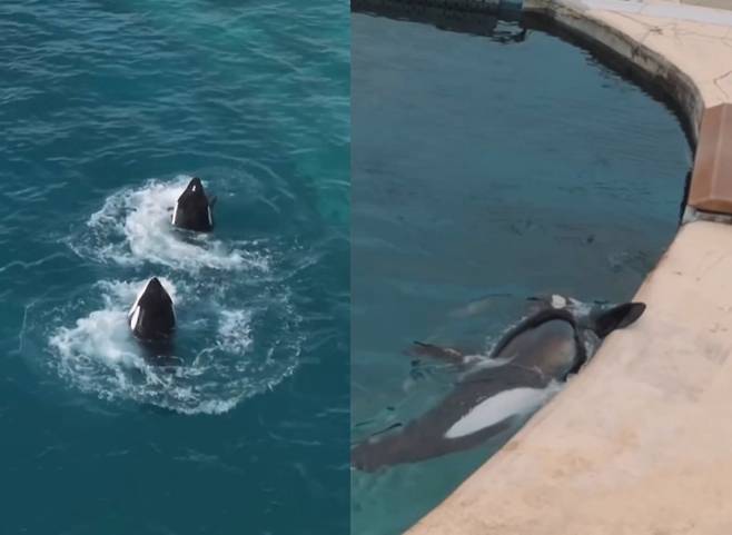 드론의 움직임에 따라 묘기를 부리는 범고래 출처 - SNS @sephlawless