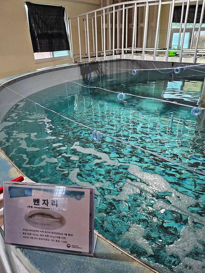 국립수산과학원 아열대수산연구소 양식중인 벤자리의 모습 사진=이유범 기자