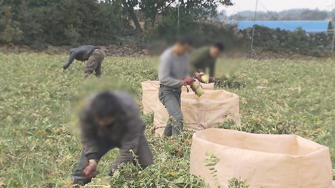 월동채소 수확에 투입된 인력들이 작업하고 있는 현장.