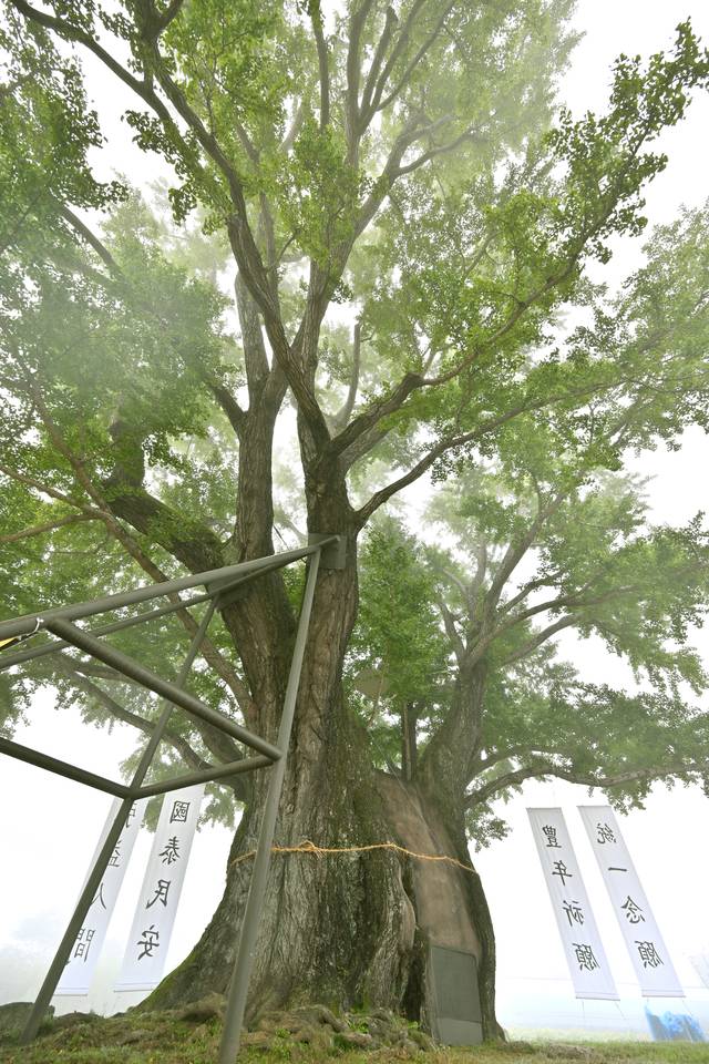 요광리 은행나무. 벼락 맞아 죽은 본 가지를 대신해, 가지들이 다발을 이뤄 자라고 있다.