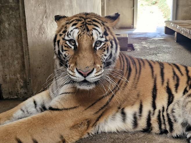 대전오월드서 백두대간수목원으로 이주한 호랑이 '미령' [한국수목원정원관리원 제공. 재판매 및 DB 금지]