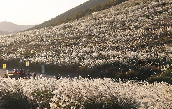 10일 제주도 제주시 새별오름과 억새가 햇볕에 노란빛을 띠며 늦가을의 정취를 더하고 있다. /장경식 기자