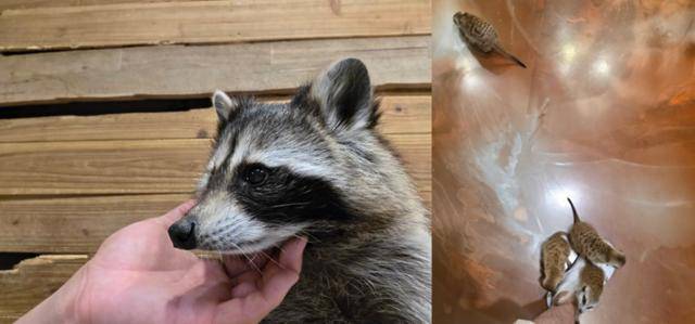 지난 6월 초 서울 마포구 소재 A씨의 동물카페에서 전시되는 라쿤과 미어캣의 모습. 현재 A씨는 장소를 옮겨 영업을 지속하고 있다. 제보자 제공