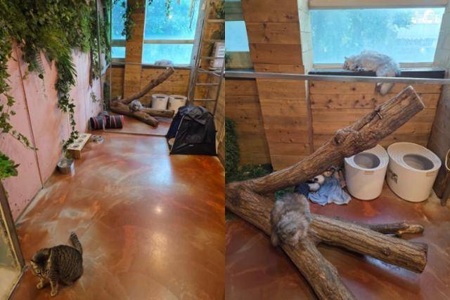 지난 6월 초 서울 마포구 소재 A씨의 동물카페. 현행법상 반려동물로 분류되는 고양이와 페럿이 한 공간에 있다. 제보자 제공