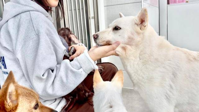 지난 10월, 경기 남양주시에 위치한 동물자유연대 보호소 '온센터'에서 만난 개 '살랑이'의 모습. 동그람이 정진욱