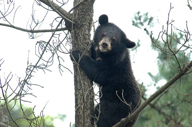 반달가슴곰.[국립공원연구원 제공]