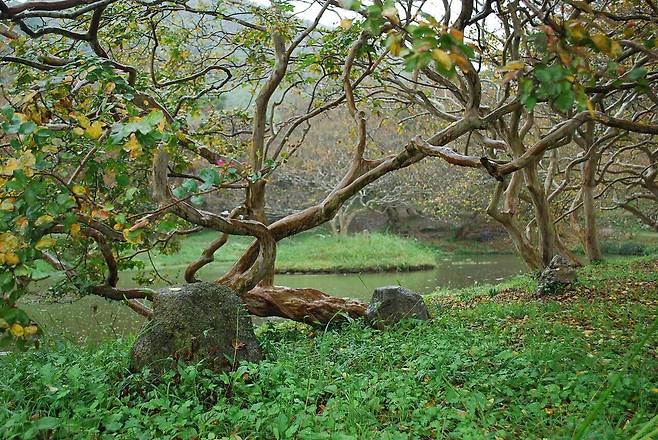담양 명옥헌의 배롱나무. 숲길이 끝나는 곳에서 밝은 빛과 함께 언덕 위 정자가 보인다. ⓒ신지선 제공