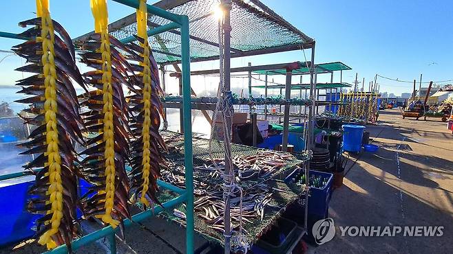 동해안 양미리 '제철' [연합뉴스 자료사진]