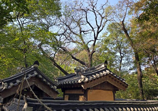 천연기념물인 영덕군 도천숲의 고욤나무는 다른 나무보다 잎이 빨리 떨어져서 가지가 앙상하다. 이 나무의 가슴높이 직경 72cm나 되며 줄기의 껍질이 깊게 갈라져 오랜 풍상을 이겨온 노거수의 위엄 있는 풍모가 시선을 압도한다.