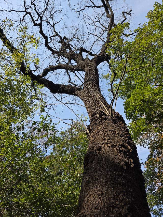 천연기념물인 영덕군 도천숲의 고욤나무는 다른 나무보다 잎이 빨리 떨어져서 가지가 앙상하다. 이 나무의 가슴높이 직경 72cm나 되며 줄기의 껍질이 깊게 갈라져 오랜 풍상을 이겨온 노거수의 위엄 있는 풍모가 시선을 압도한다.