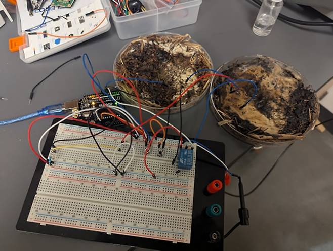 미국 오하이오주립대 연구진이 표고버섯 균사체로 반도체 성능 시험을 진행했다. /오하이오주립대