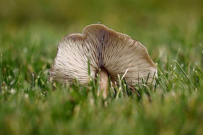 버섯은 균사가 만든 열매다. 균사는 땅속에 넓게 퍼져 버섯을 키워낸다. 이 균사는 전기가 통하는 성질을 갖고 있어 반도체 소재로 사용될 수 있다. /픽사베이