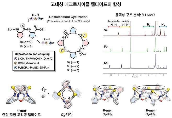 고대칭 매크로사이클 펩타이드의 합성과 구조 분석