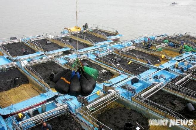 충남도가 서천군 김 양식장에 발생한 황백화 피해 최소화를 위해 예비비 6억원을 투입, 긴급 지원에 나섰다. 사진은 서천 김 양식장 전경.