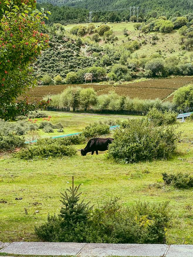 리조트에서 만날 수 있는 풍경  / 사진=권효정 여행+ 기자