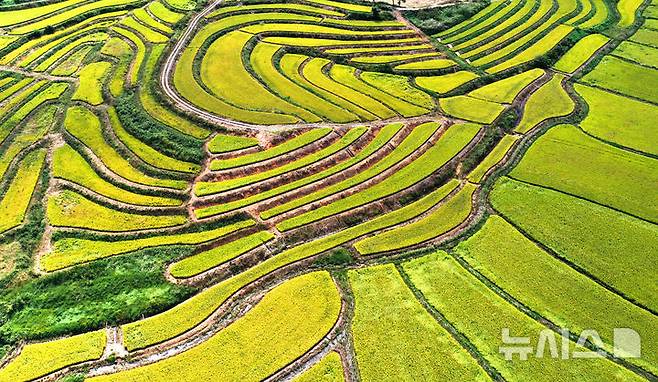 [평택=뉴시스] 김종택 기자 = 사진은 지난 9월 23일 경기 평택시 현덕면 구불구불한 다랑이 논에 수확을 앞둔 벼가 황금빛으로 물들어 있는 모습. 2025.09.23. jtk@newsis.com