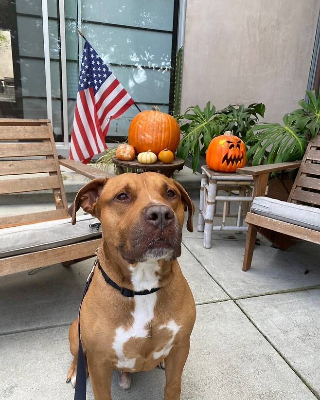 ▲ 야마모토 요시노부의 반려견 카를로스 ⓒ야마모토 요시노부 SNS