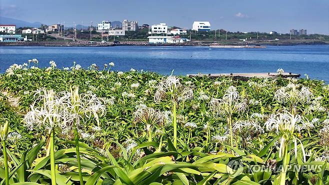 제주시 구좌읍 하도로 토끼섬에 핀 문주란꽃 2025.8.22 [연합뉴스 자료사진]