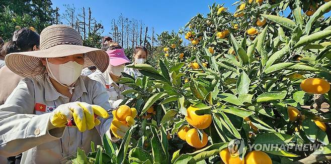 저도 감귤 잘 따요 지난 2023년 11월 베트남 남딩성에서 온 제주 첫 공공형 계절근로자들이 1일 오후 서귀포시 남원읍 위미리 강애선(72) 씨의 과수원에서 감귤 따기 실습을 하고 있다. 2023.11.1 khc@yna.co.kr[연합뉴스 자료사진]