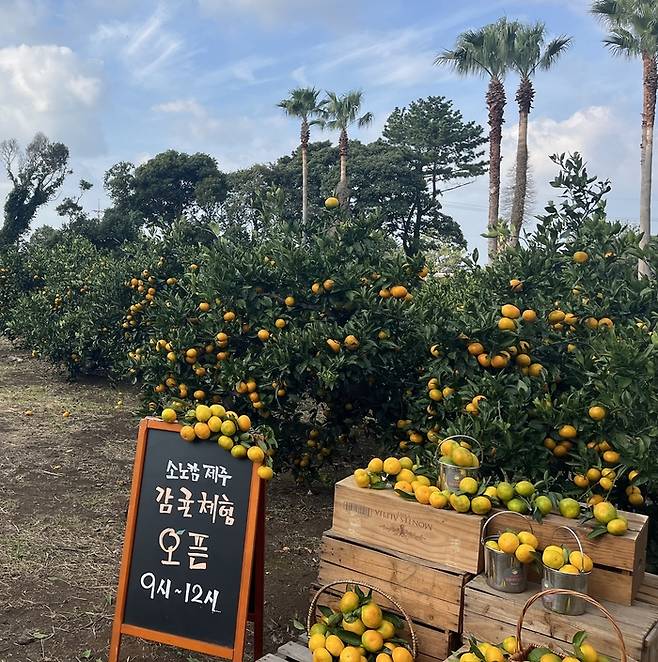 소노캄 제주 감귤농장 / 사진 = 소노인터내셔널