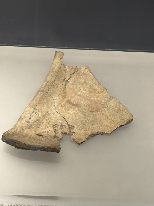 하남성박물관에 전시된 갑골.