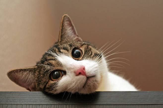 고양이 특유의 진동음은 사람의 자율 신경을 안정시킨다. 사진=클립아트코리아