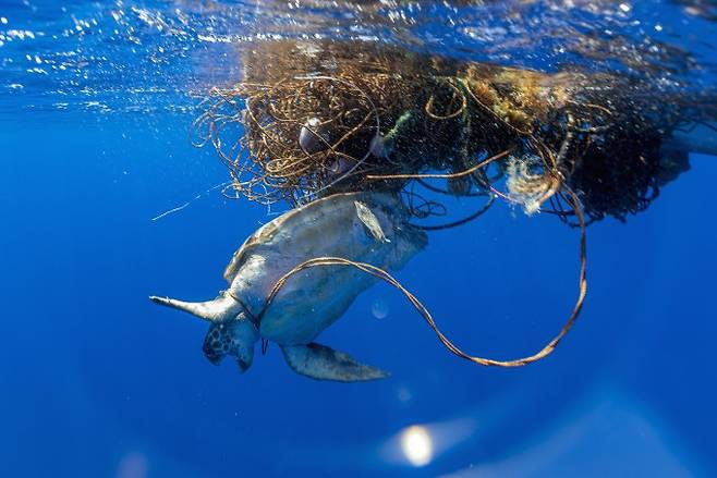 버려진 어망에 몸이 엉킨 바다거북. 어망 얽힘 사고뿐 아니라 비닐봉지 같은 연질 플라스틱 섭취가 바다거북 생존에 치명적이라는 연구결과가 나왔다. 게티이미지뱅크 제공
