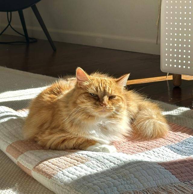 날라야, 불사조처럼 건강하게 가족 곁을 지켜줘! 보호자 제공