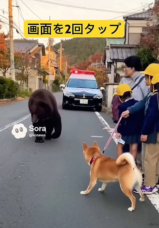 시바견이 짖자 물러서는 곰