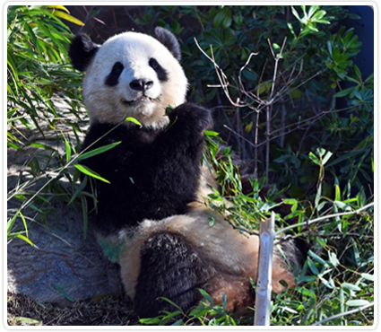 일본 도쿄 우에노동물원에서 전시 중인 판다의 모습. 우에노동물원 누리집 갈무리