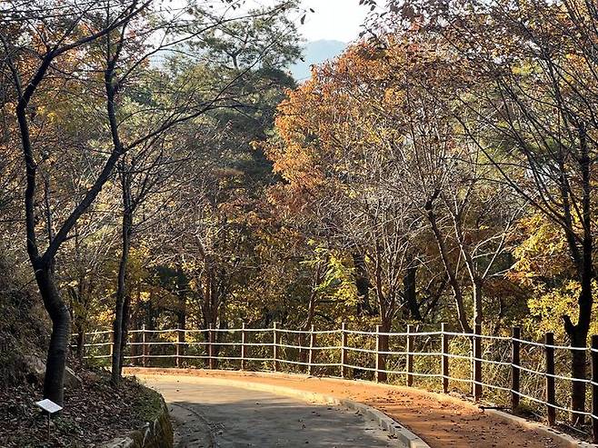 [상주=뉴시스] 성주봉자연휴양림 황토길. (사진=상주시 제공) 2025.11.18 photo@newsis.com *재판매 및 DB 금지