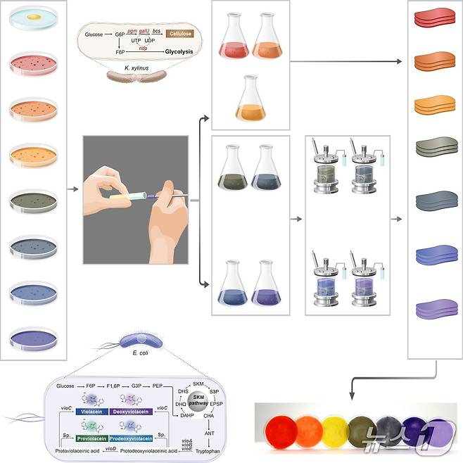 무지개 색상 박테리아 셀룰로오스 원스텝 생산을 위한 미생물 기반 플랫폼 모식도(KAIST 제공) /뉴스1