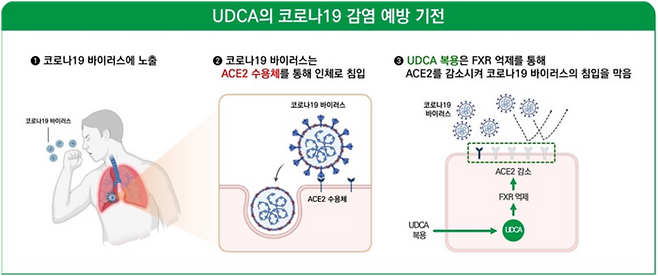 우르소데옥시콜산(UDCA)의 코로나19 감염 예방 기전