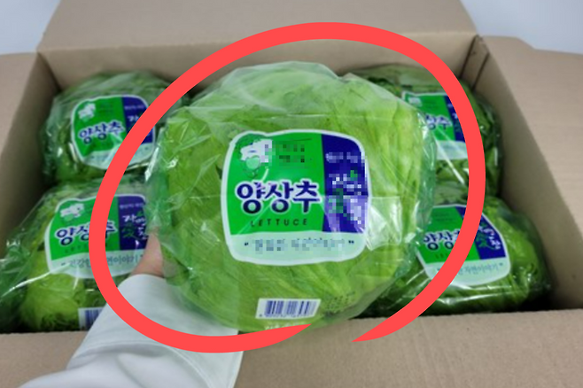 양상추.[쿠팡 홈페이지 갈무리]