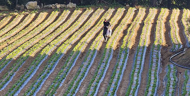 강원 평창군 대관령면 횡계리의 양상추밭에서 한 농민이 밭작물 관리를 하고 있다.[연합]