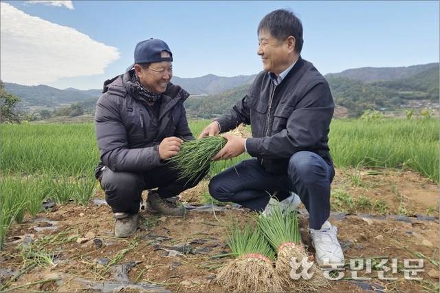 전남 보성군 회천면의 한 쪽파밭에서 박철홍 회천농협 상무(오른쪽)와 농민 김용표씨가 갓 수확한 쪽파의 품위를 살피고 있다.