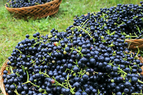 산머루. 하미앙와인밸리