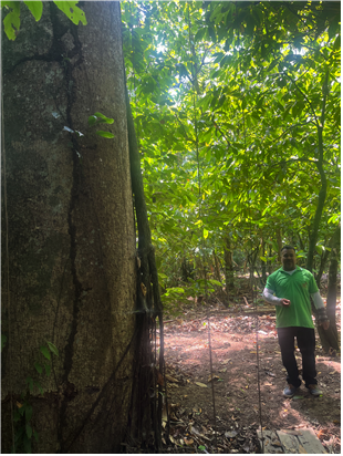 ▲고무나무. ⓒ경희대학교 COP30 참가단