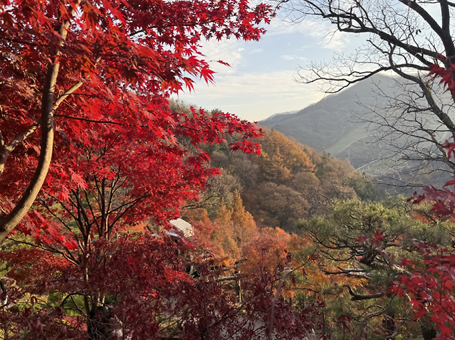 화담숲 상단 구간에서 바라본 단풍 숲. 진한 붉은빛과 겹겹이 이어진 산세가 가을 풍경의 깊이를 더한다.