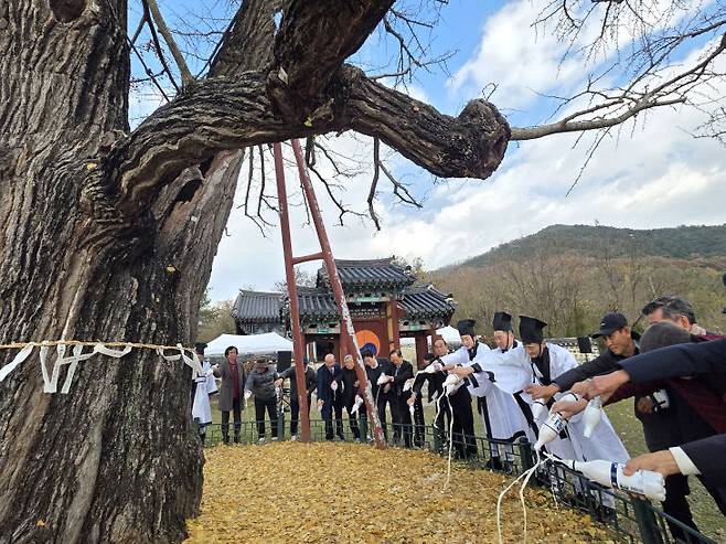 20일 열린 세종 임난수 은행나무 목신제에서 임채성 시의회 의장과  최원석 의원, 신창호 국립세종수목원장 등 참여 인사들이 나무에 막걸리를 부우며 장구불멸 의식을 거행했다. /사진=이은지 기자