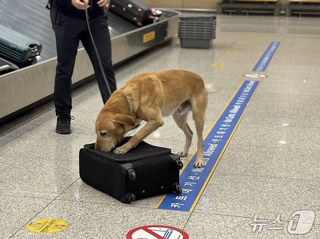 마약 탐지견 마를리가 훈련용 대마초 시료를 숨겨둔 가방을 찾았다.2025.11.19/뉴스1