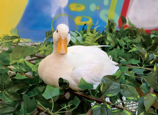 세상에서 가장 작은 오리 ‘콜덕’