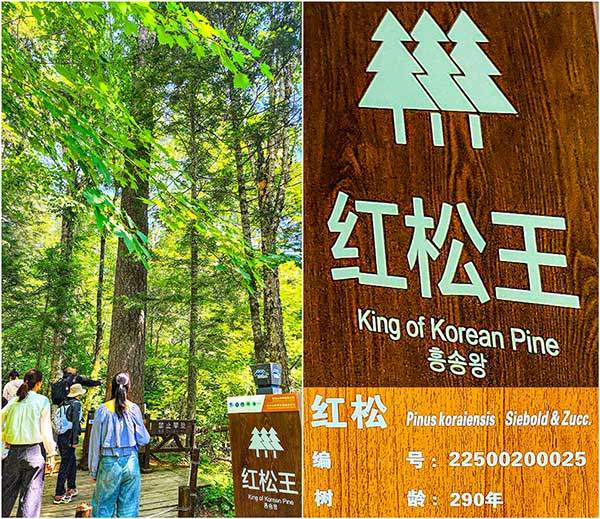 중국 쪽 백두산을 지배하는 한국 나무. 서파 입구의 금강대협곡 숲에 한국의 잣나무가 빼곡하고, 그중에서도 약 300년 된 거목에 홍송왕紅松王 king of Korean Pine이라는 표지판이 설치되어 있다.