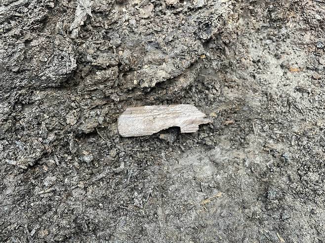 '금물노' 글자가 확인된 목간 출토 모습      (서울=연합뉴스) 경기 양주시와 기호문화유산연구원은 올해 양주 대모산성에서 진행된 15차 발굴 조사에서 목간(木簡·글씨를 쓴 나뭇조각) 3점과 백제시대에 제작된 것으로 추정되는 토기 등을 확인했다고 20일 밝혔다. 
    이번 조사는 국가유산청으로부터 예산 8억원을 지원받아 대모산성 내부의 낮은 곳, 즉 하단부로 추정되는 일대를 집중적으로 살폈다. 사진은 '금물노' 글자가 확인된 목간 출토 모습. 2025.11.20 [양주시·기호문화유산연구원 제공. 재판매 및 DB 금지]
    photo@yna.co.kr